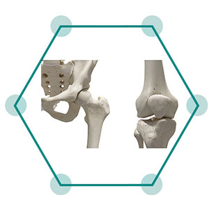Bone