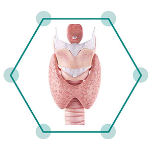 Thyroid